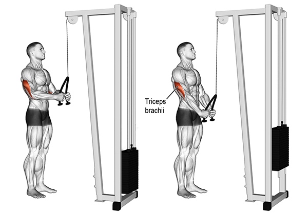 Bài tập tay sau triceps-pushdown