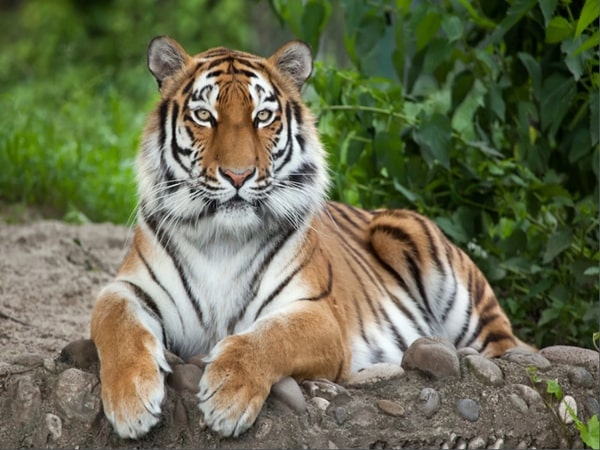 Nằm mơ thấy con hổ đánh con gì ăn chắc? Là điềm báo gi?