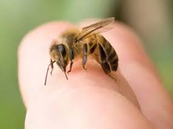 Ý nghĩa chi tiết của những giấc mơ thấy ong mang điềm báo gì?