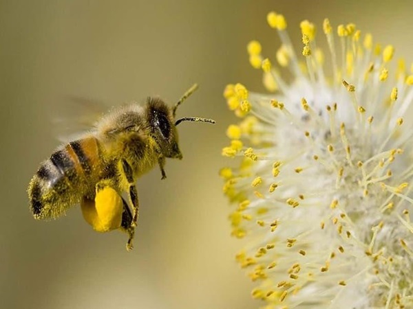 Năm mơ thấy con ong đánh con gì?