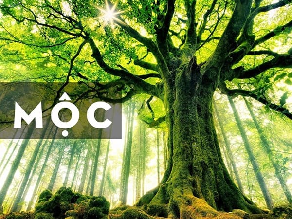 Tổng hợp con số lộc phát mệnh Mộc ngày 29/11/2025