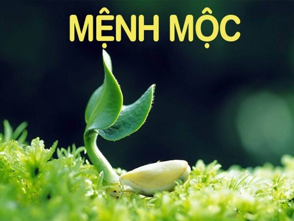 Tổng hợp con số lộc phát mệnh Mộc ngày 29/11/2025